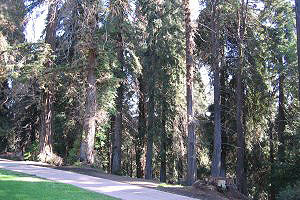Photo of Redwood Circle, 2 of 4
