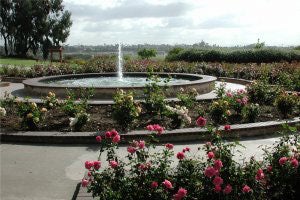 Rose Garden Parks Recreation City Of San Diego Official Website