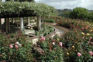 Rose Garden Parks Recreation City Of San Diego Official Website