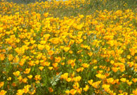 Photo of California Poppies