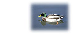 Photo of duck in lake