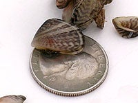 Photo of Quagga Mussel and a Quarter