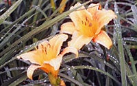 Photo of Flowers