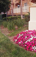 Photo of Garden