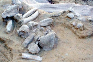Photo of Fossils