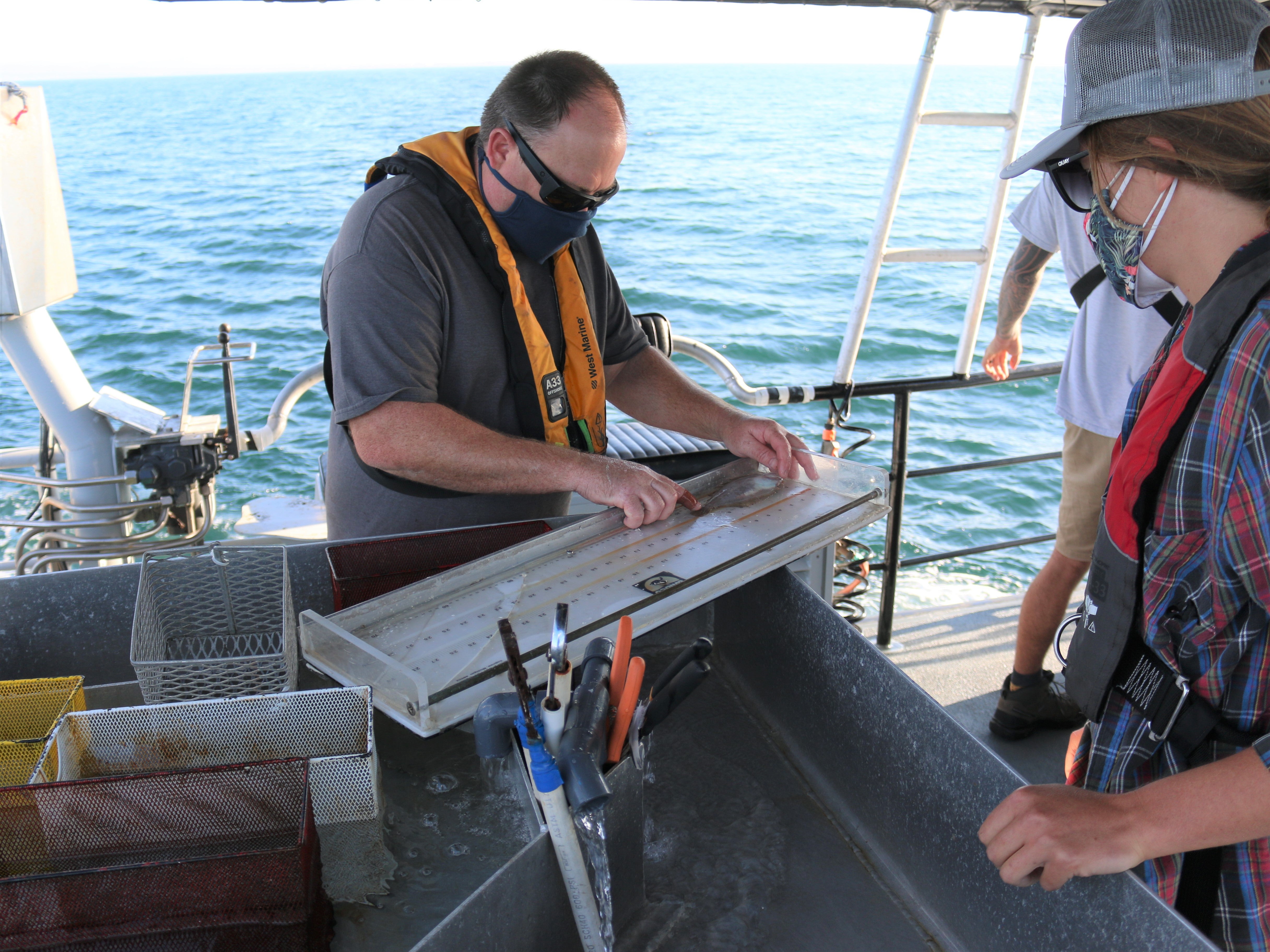 A marine biologist measures a fish collected during trawl community sampling.