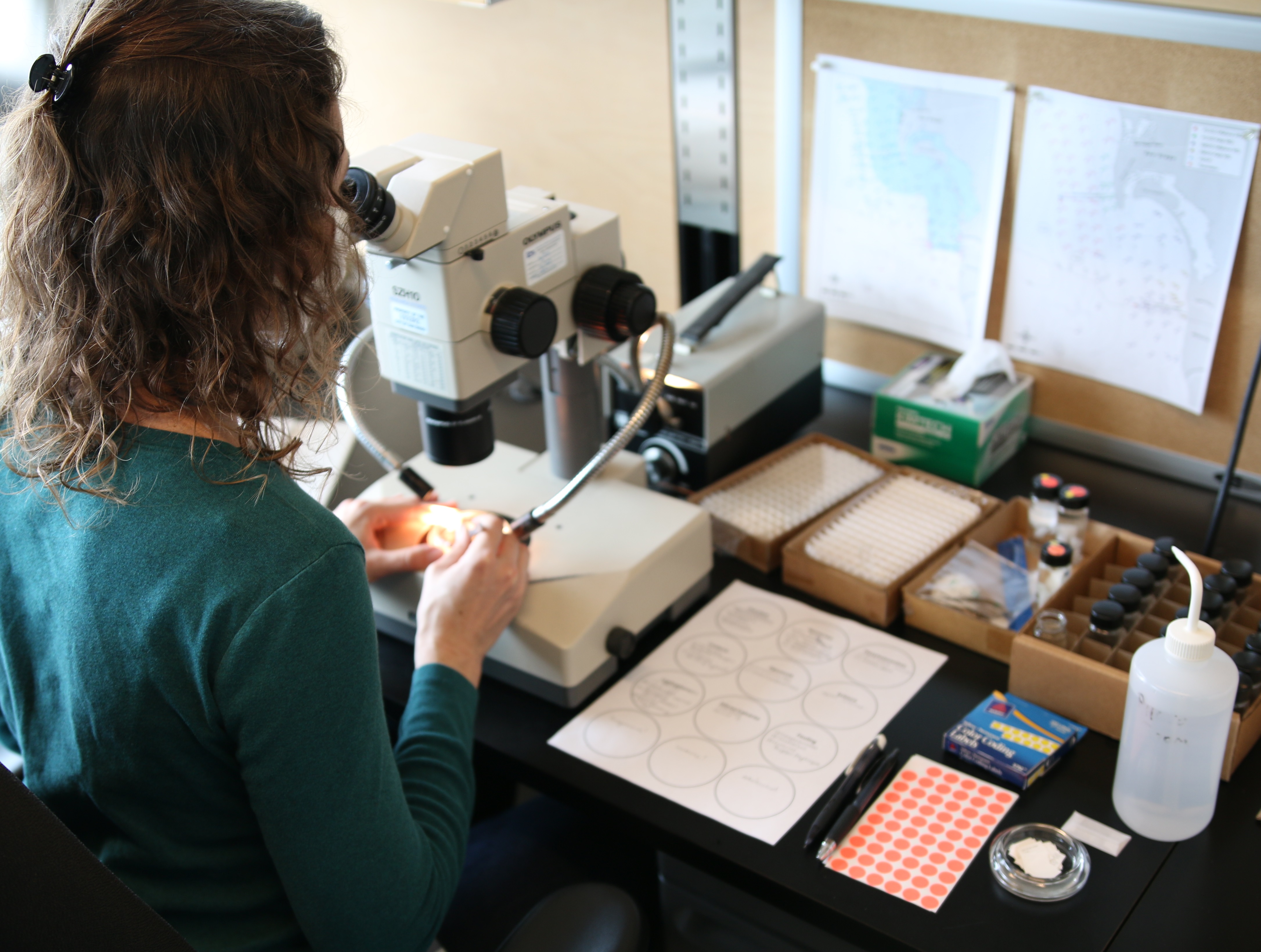 A marine biologist examines a benthic infauna sample to identify and count invertebrates such as worms, urchins, and sea stars.