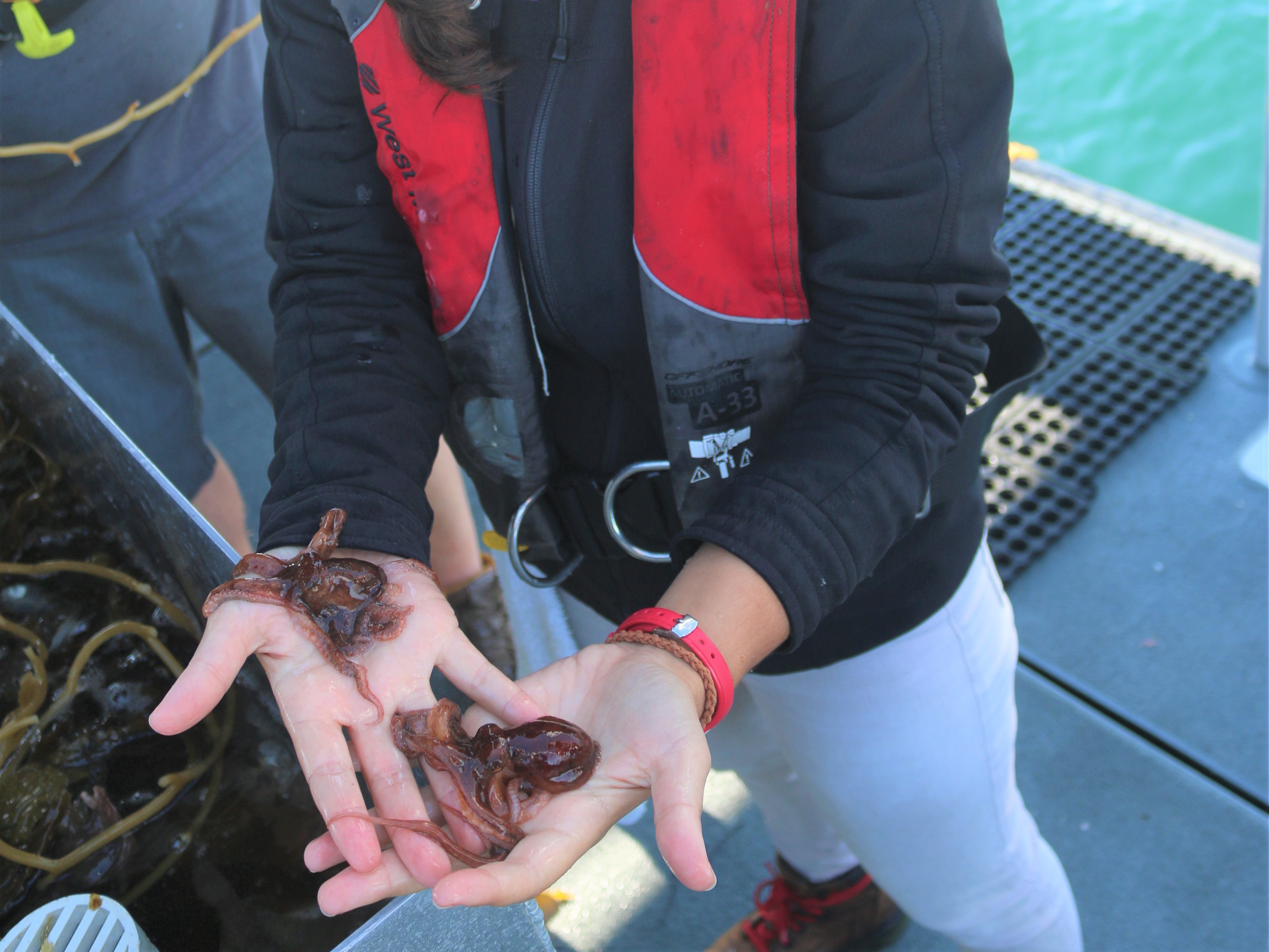 A marine biologist holds an octopus collected during trawl community sampling.