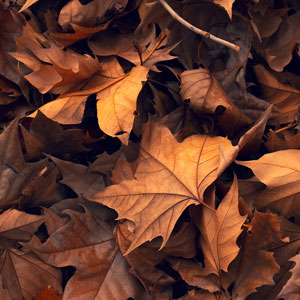 Pile of dead leaves