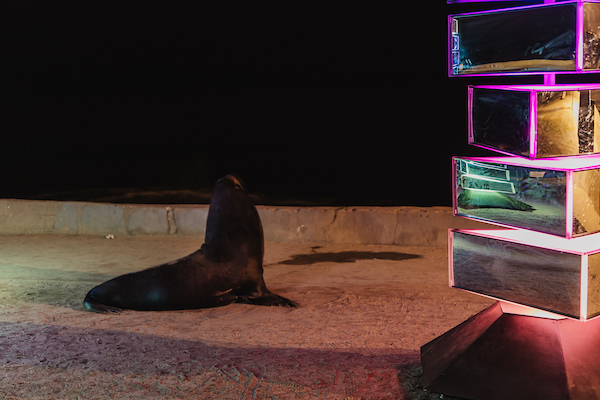 A sealion standing next to a periaktoi that is composed of independently rotating mirrored sections and illuminated with colorful lights