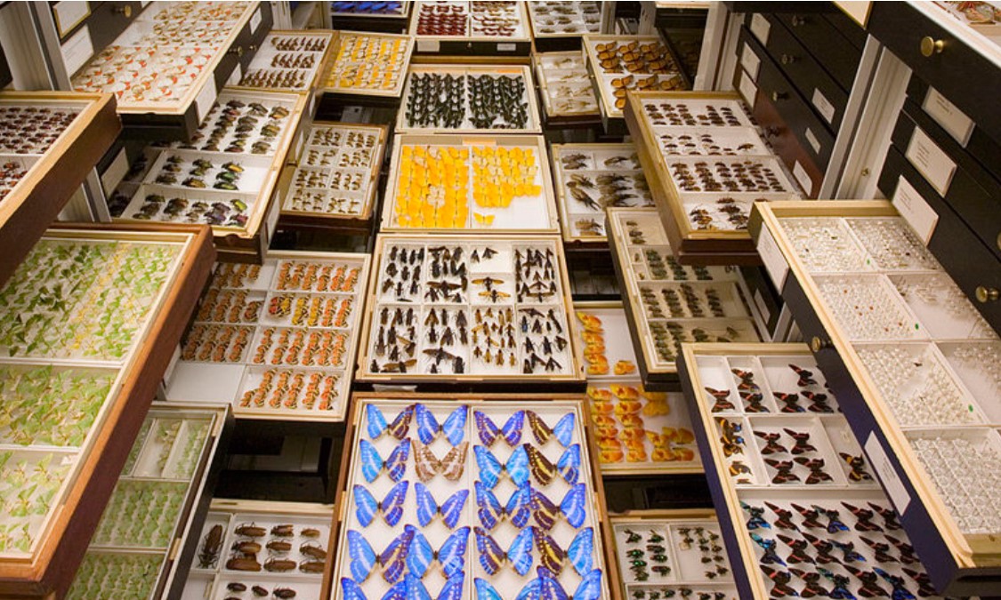 Butterflies and insects boxes at the Smithsonian