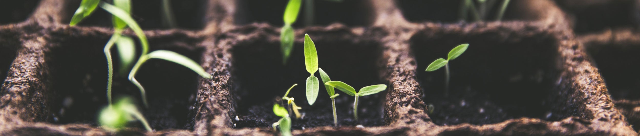 Image of seedlings