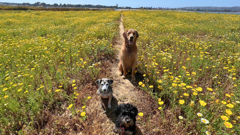 Fiesta Island Named Best Dog Park by USA Today Reader’s Poll City of
