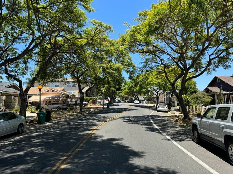 Trees providing shade alongside a neighborhood street 