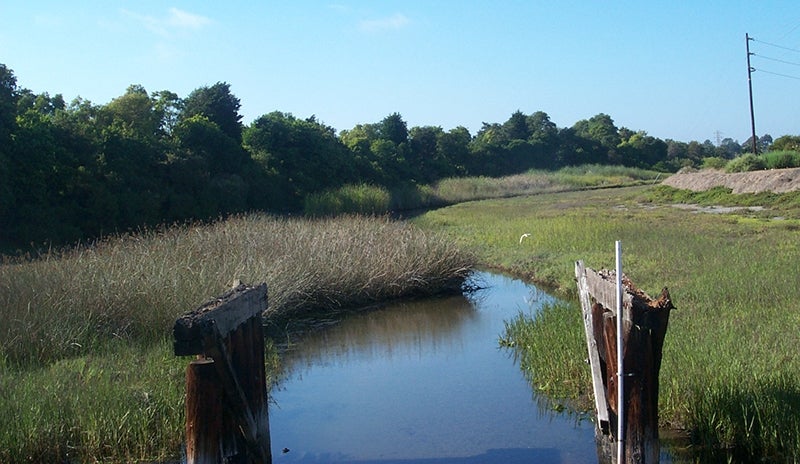 wetlands