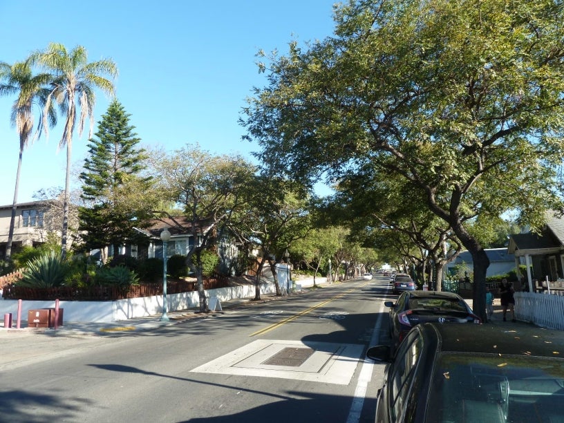 Street Trees