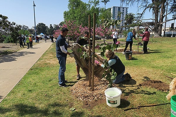 People planting trees at a park