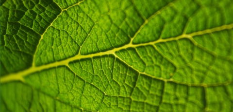 Close up photo of a green leaf.