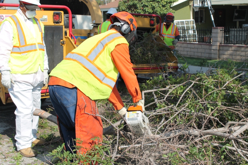 City crews cutting branches
