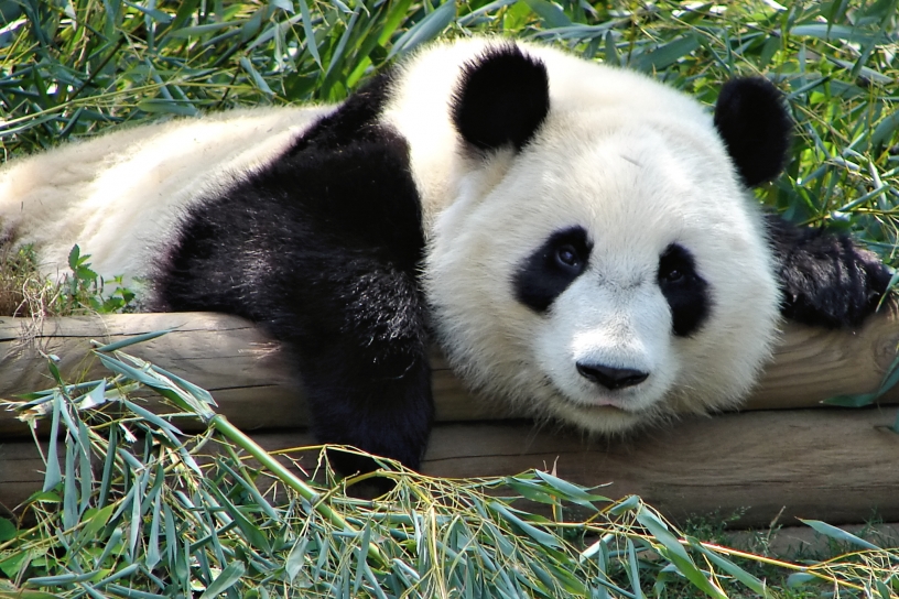 Panda relaxing