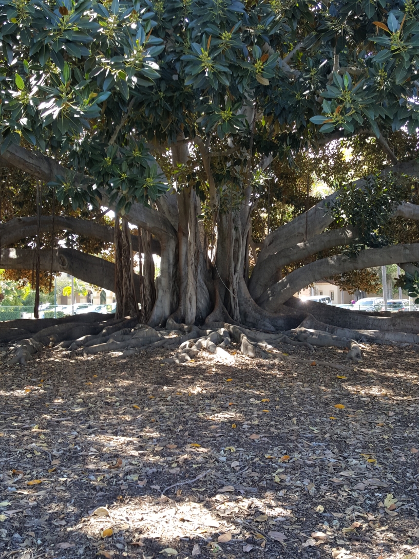 Moreton Bay Fig Tree in Balboa Park