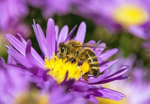 bees on flower