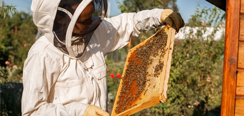 photo of beekeeper