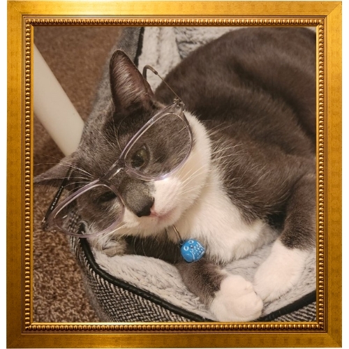 Cat with glasses in picture frame