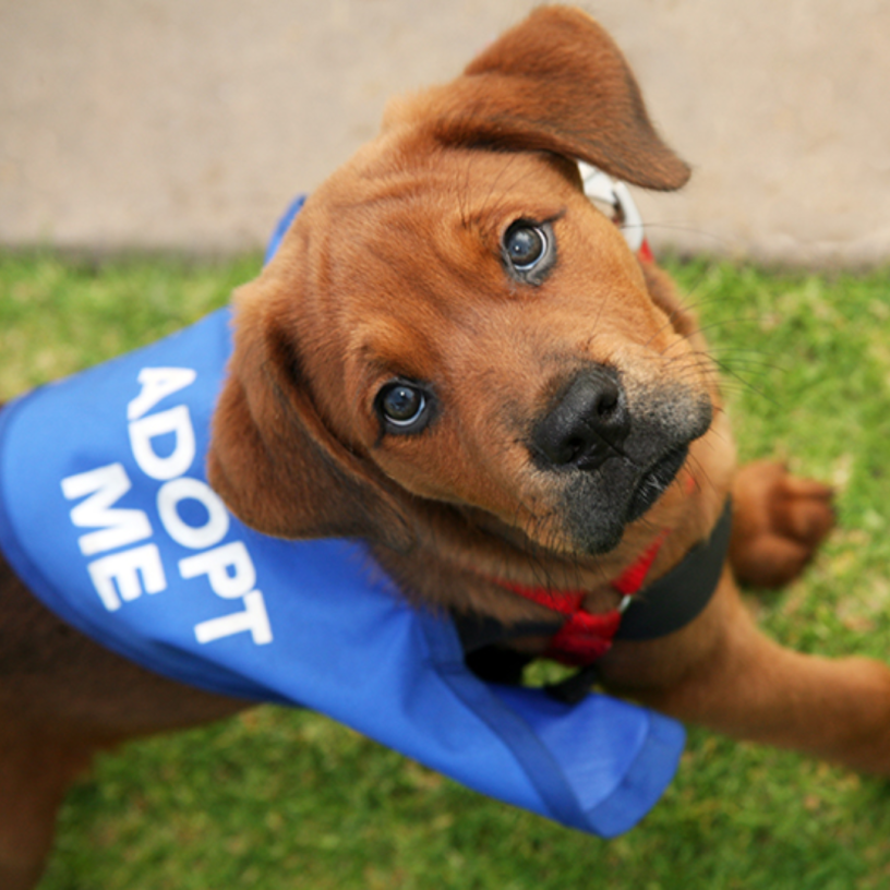 Dog wearing vest with text "Adopt Me" 