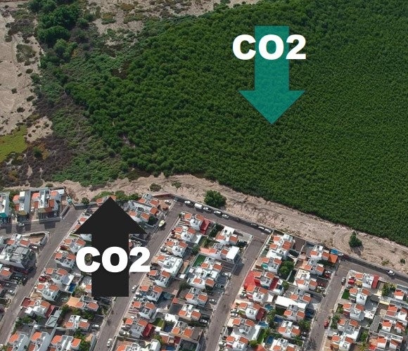 Carbon Sequestration