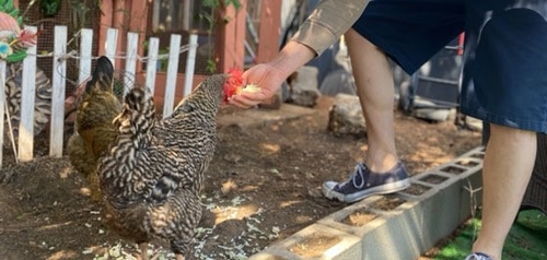 photo of man feeding chicken