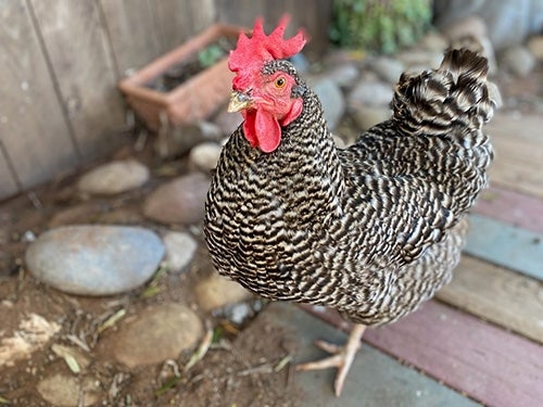 photo of a chicken