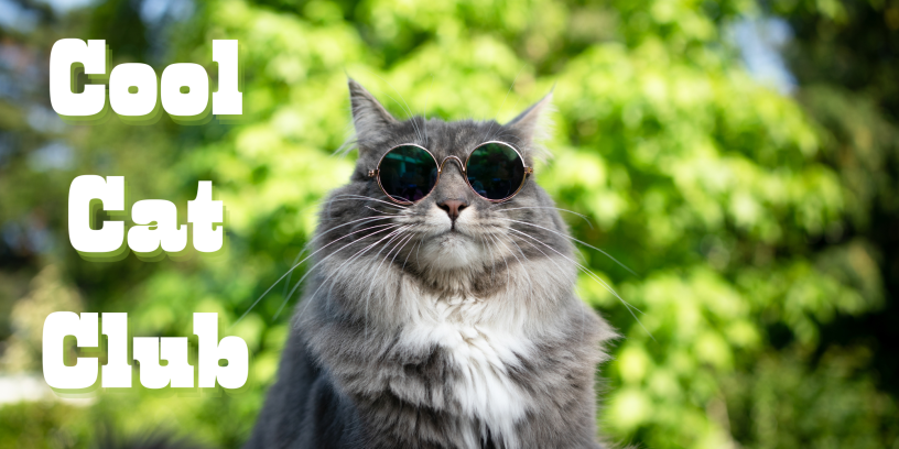 Cat wearing sunglasses