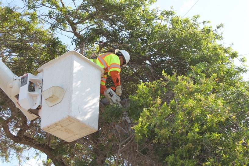 worker trimming a tree