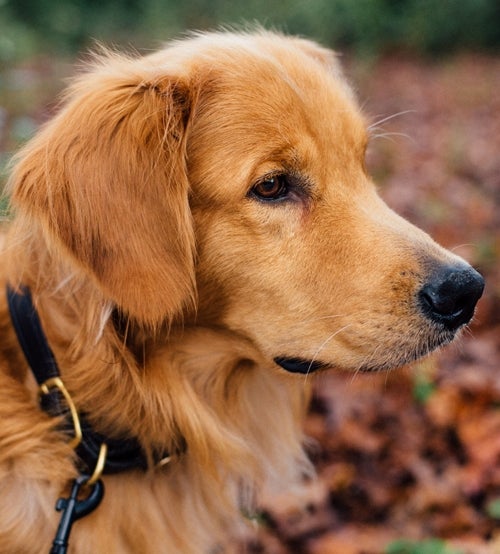 Photo of golden retriever 