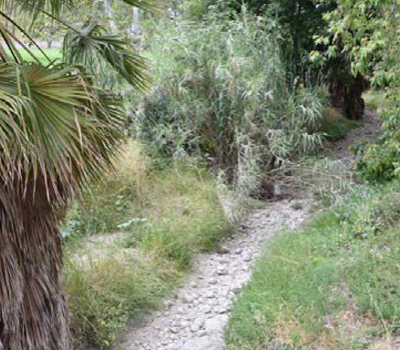 Palm Tree and Trail