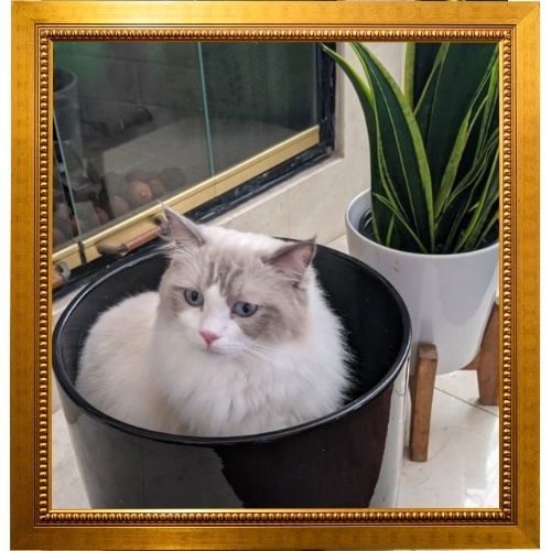 Cat in pot