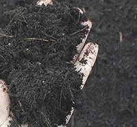 Food scraps composted