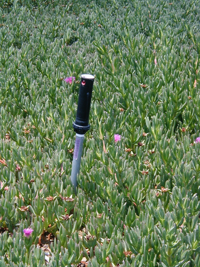a sprinkler head in a bed of iceplant