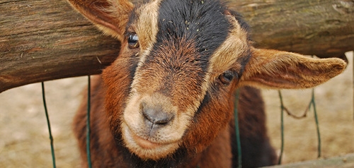 photo of goat
