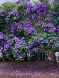 How-To Identify and Locate San Diego’s Official Flowering Tree the Jacaranda (Mimosifolia)