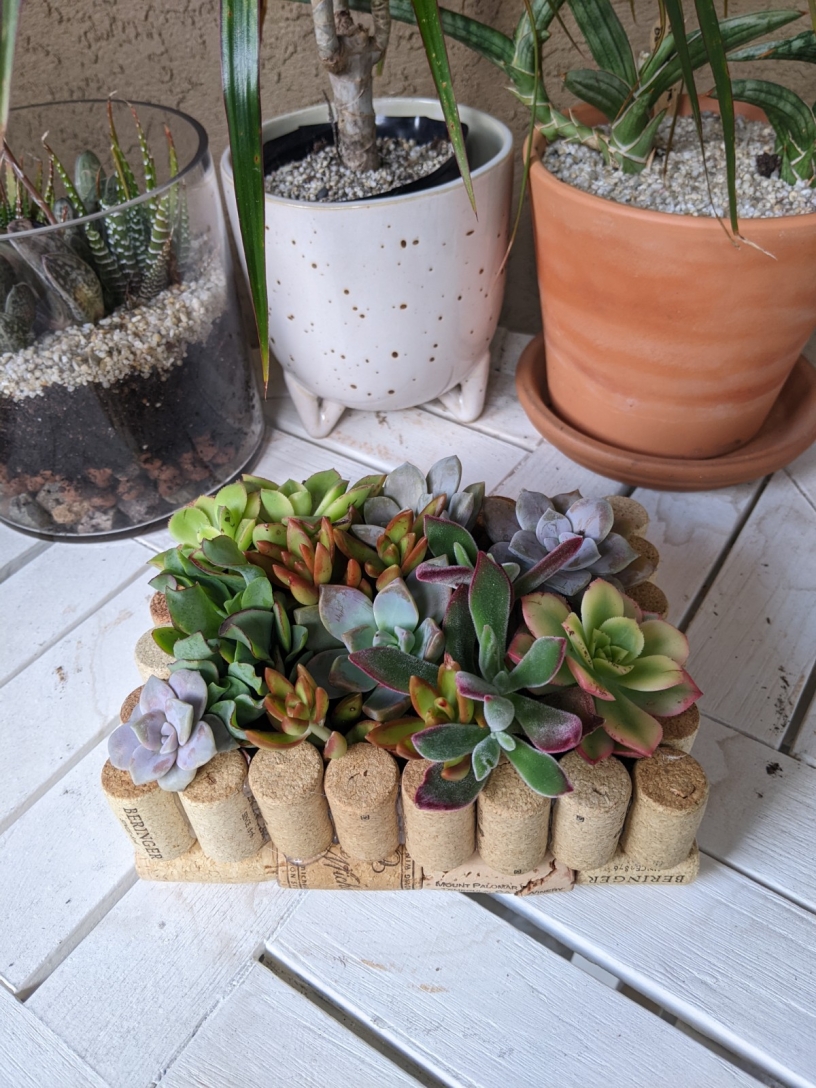 How-To Make an Upcycled Wine Cork Succulent Planter