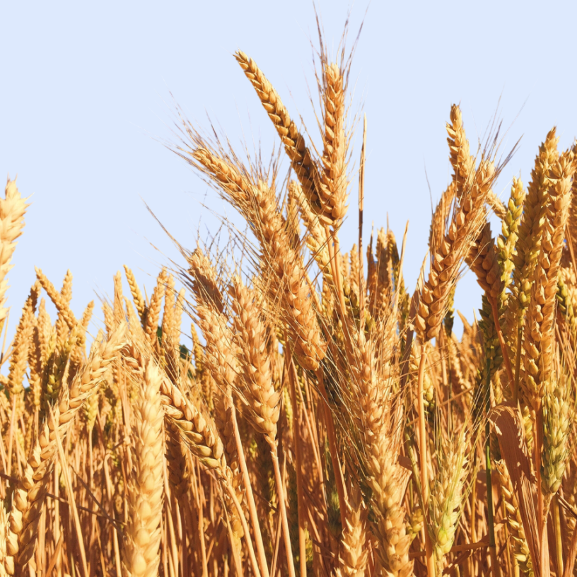 Wheat stalks