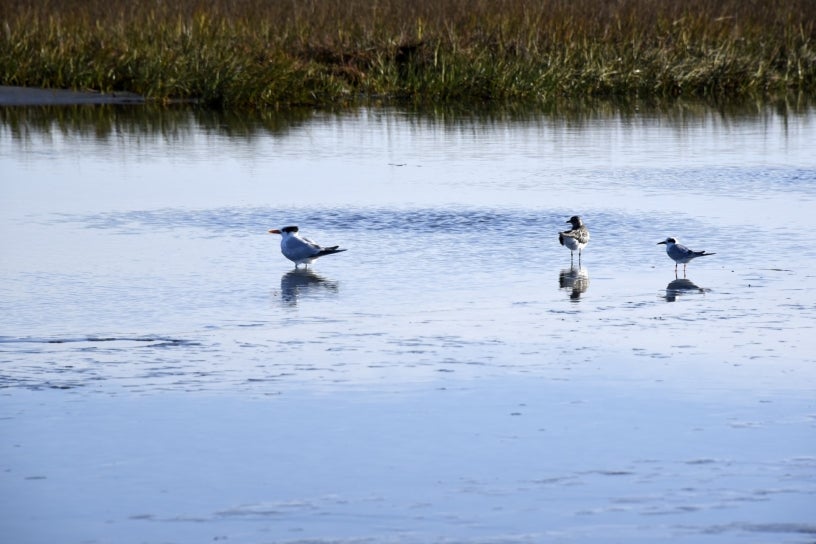 San Diego wetlands