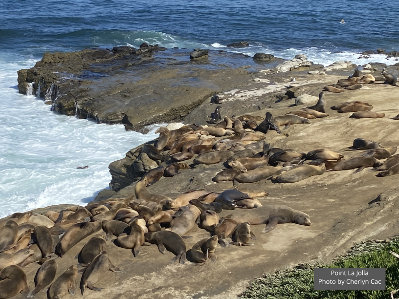 La Jolla Sea Lions