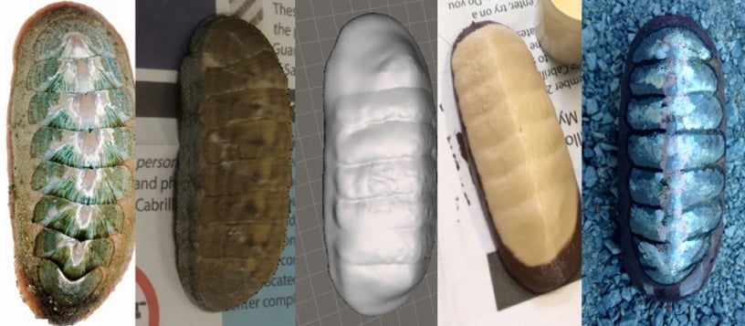 3D chiton models