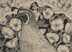 Drawing of a quail and butterflies on a background of California poppies by artist Hilary Dufour.