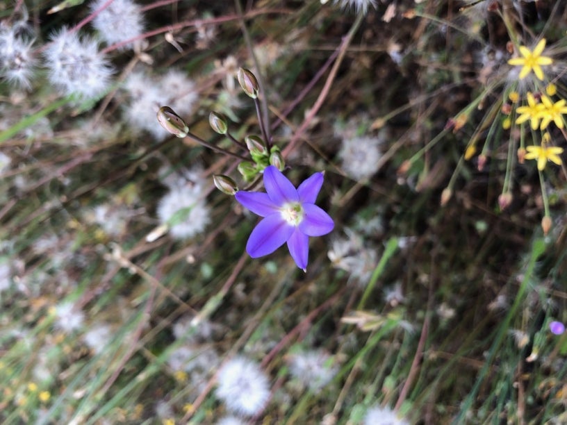 Orcutt's Brodiaea