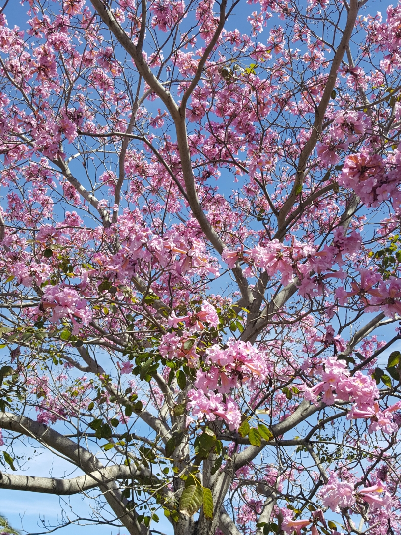 pink flowering tree in Balboa Park