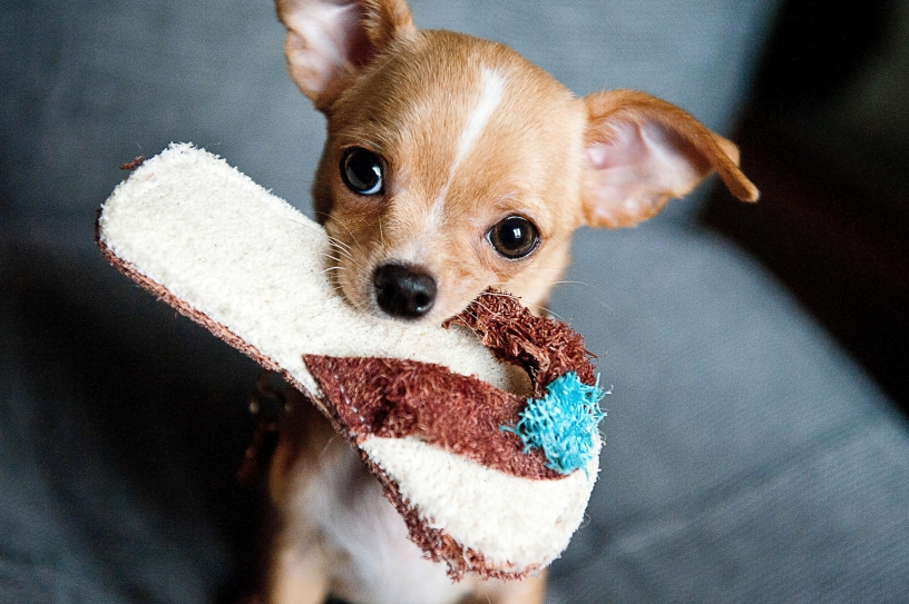 Chihuahua with slipper in mouth